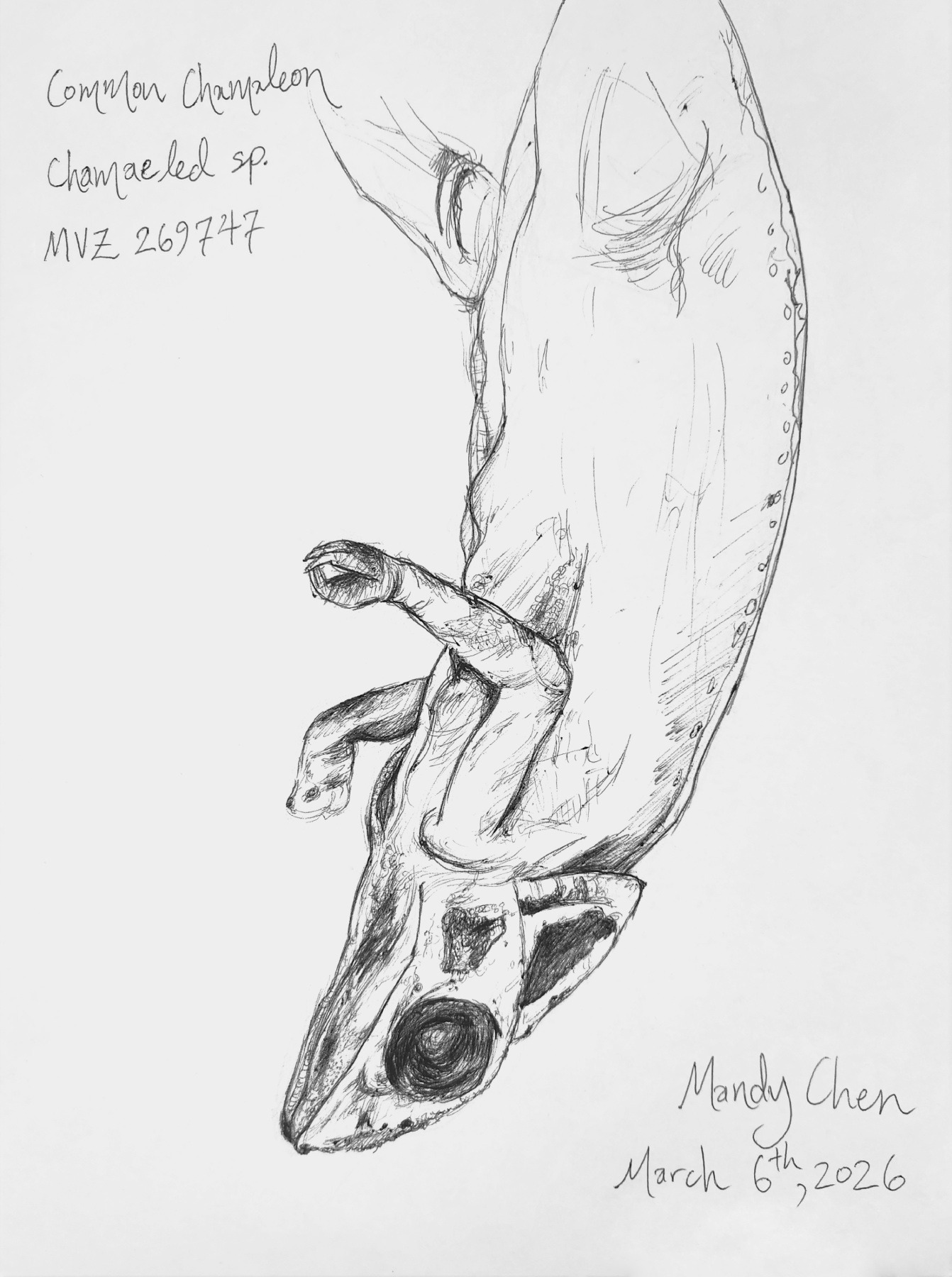 2026 03 06 19.05.10 Chameleon sm bk